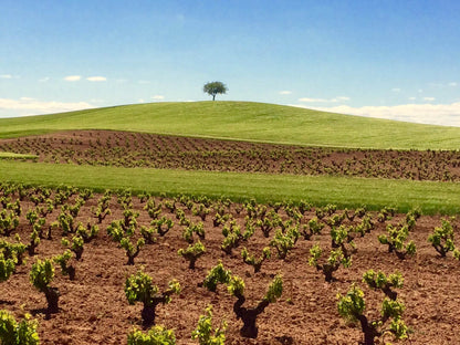 ASENJO Y MANSO Ceres, Ribera del Duero DO | 2020