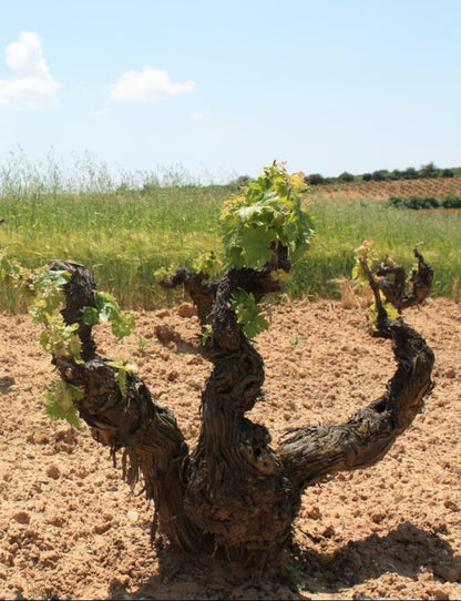 ASENJO Y MANSO A&M, Ribera del Duero DO | 2015